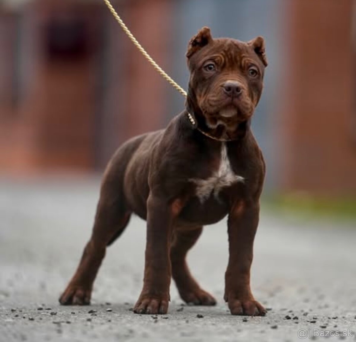 American Bully XL /XXL Pitbull