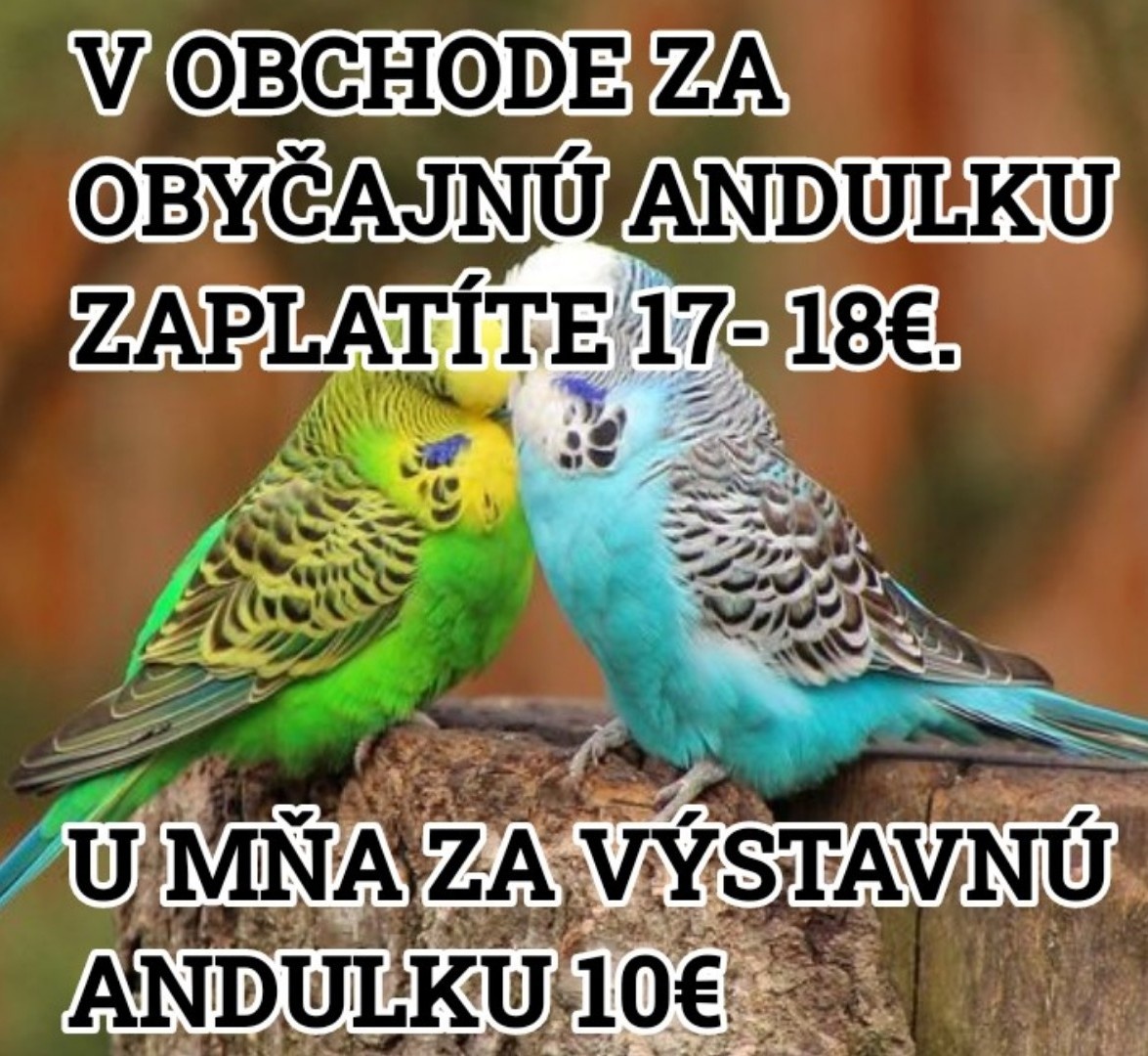 výstavné andulky jednotlivo aj jeden pár