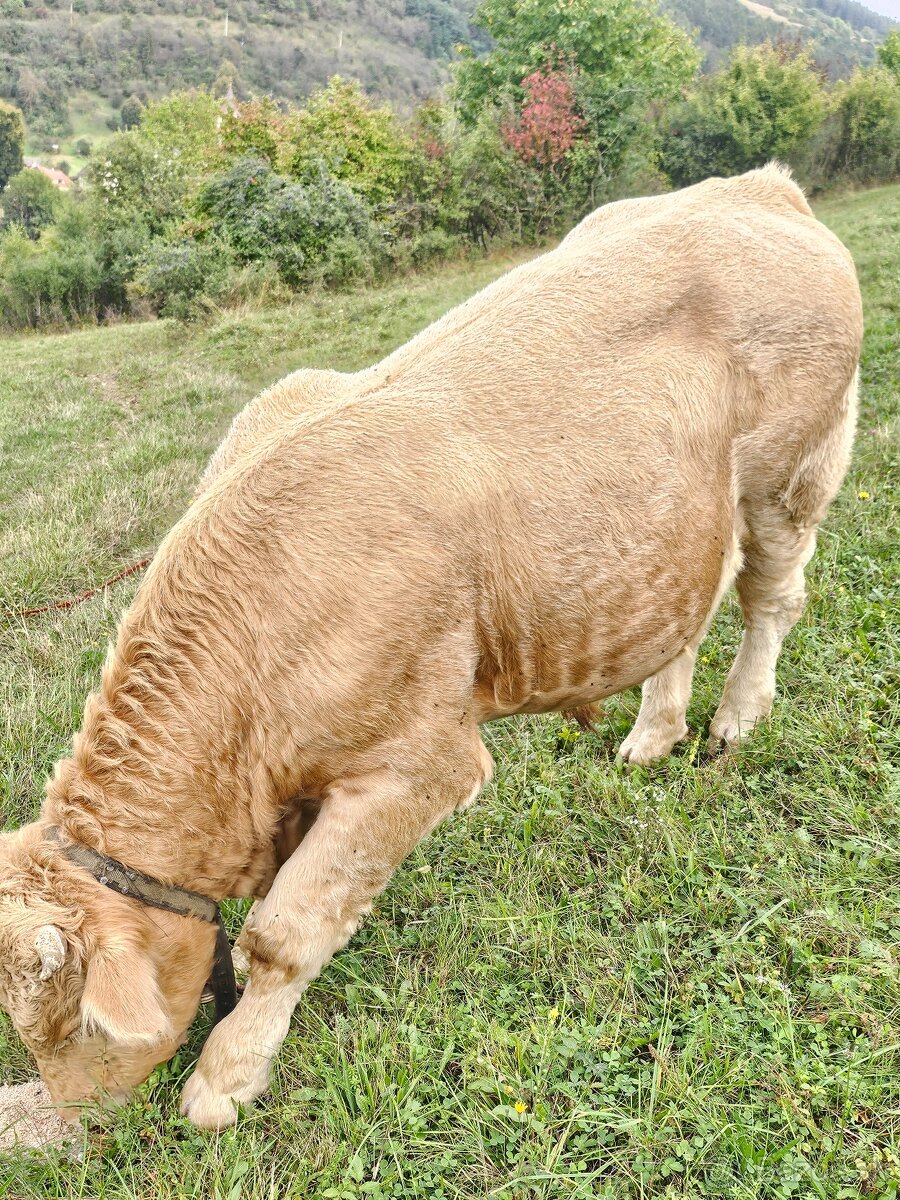 Charolais