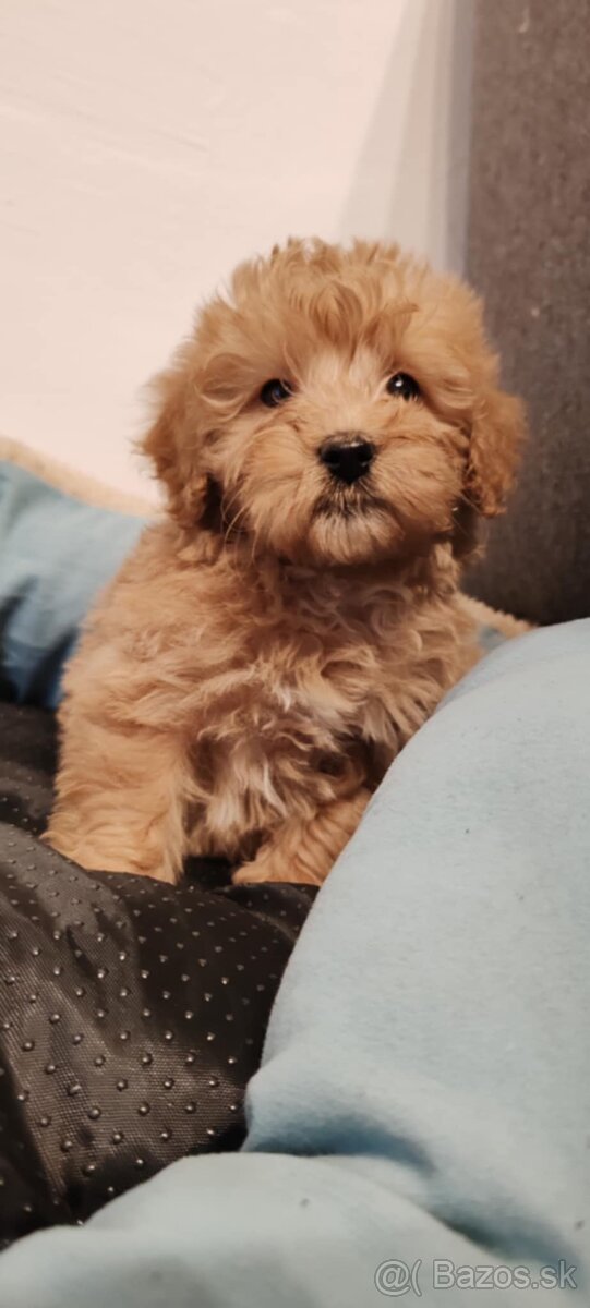 Maltipoo +36209877091