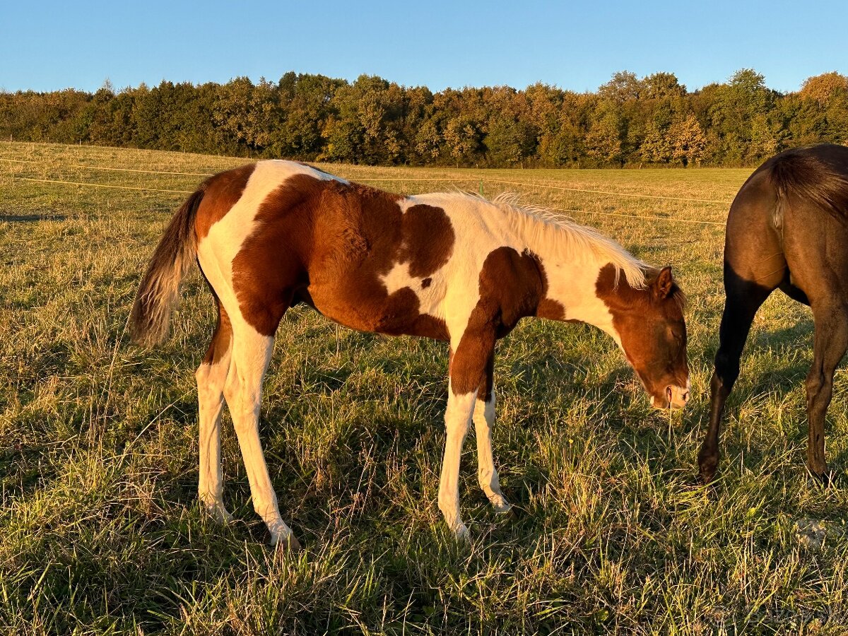 Paint horse žrebček s pp nar 2024