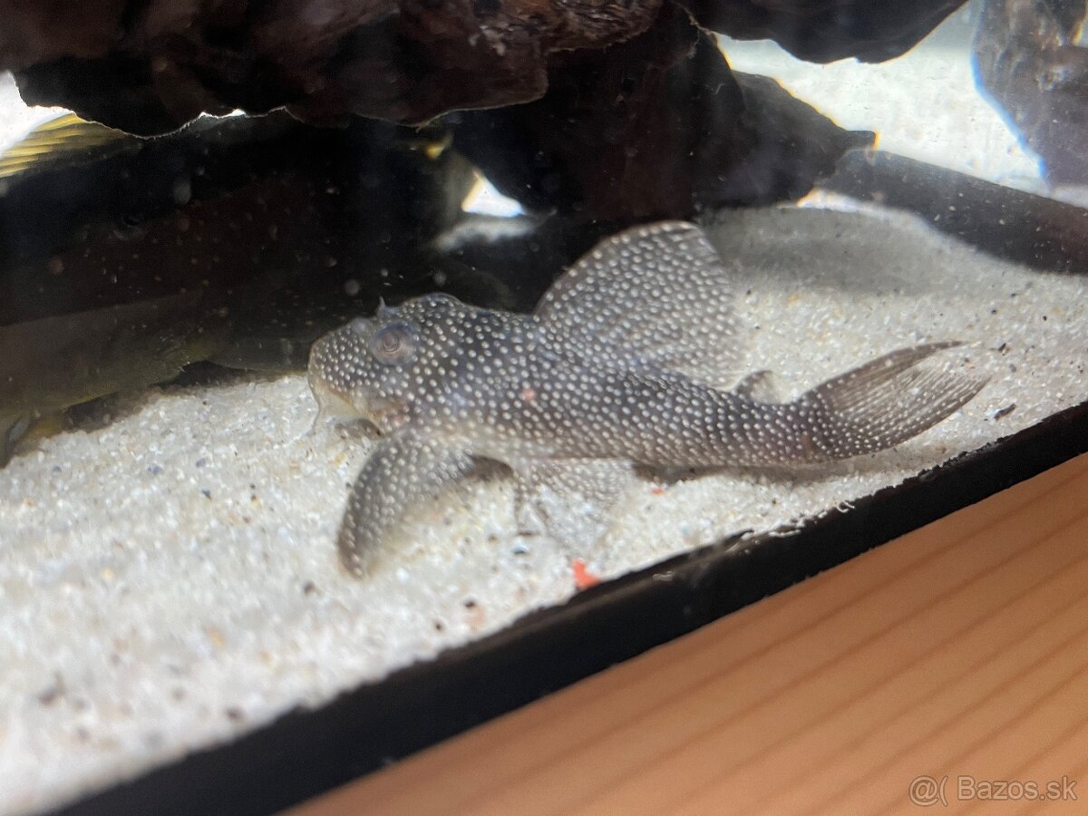 Pleco L136