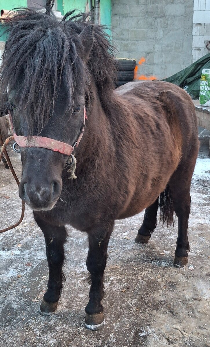 Predám ponyka mohutneho