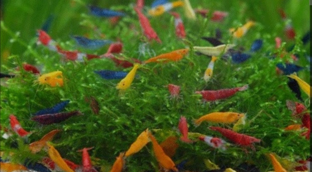 Krevetky neocaridina mix vytriedené z chovu