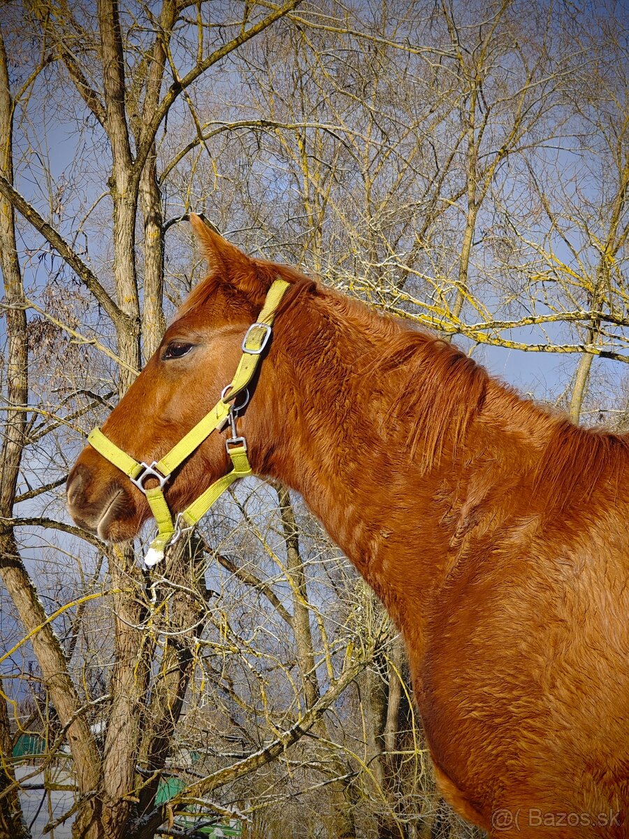 Žrebcček  QH