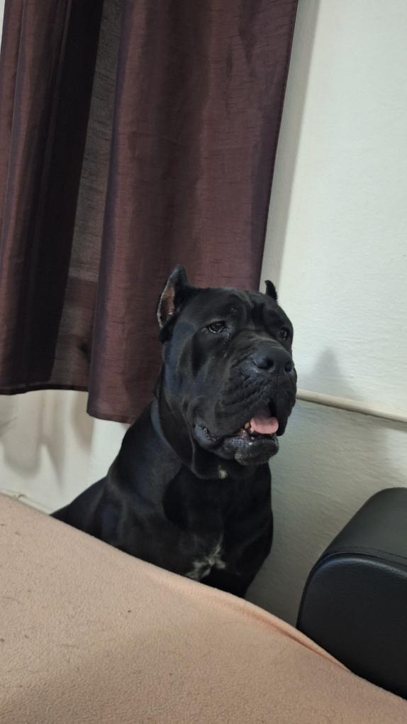 Cane Corso