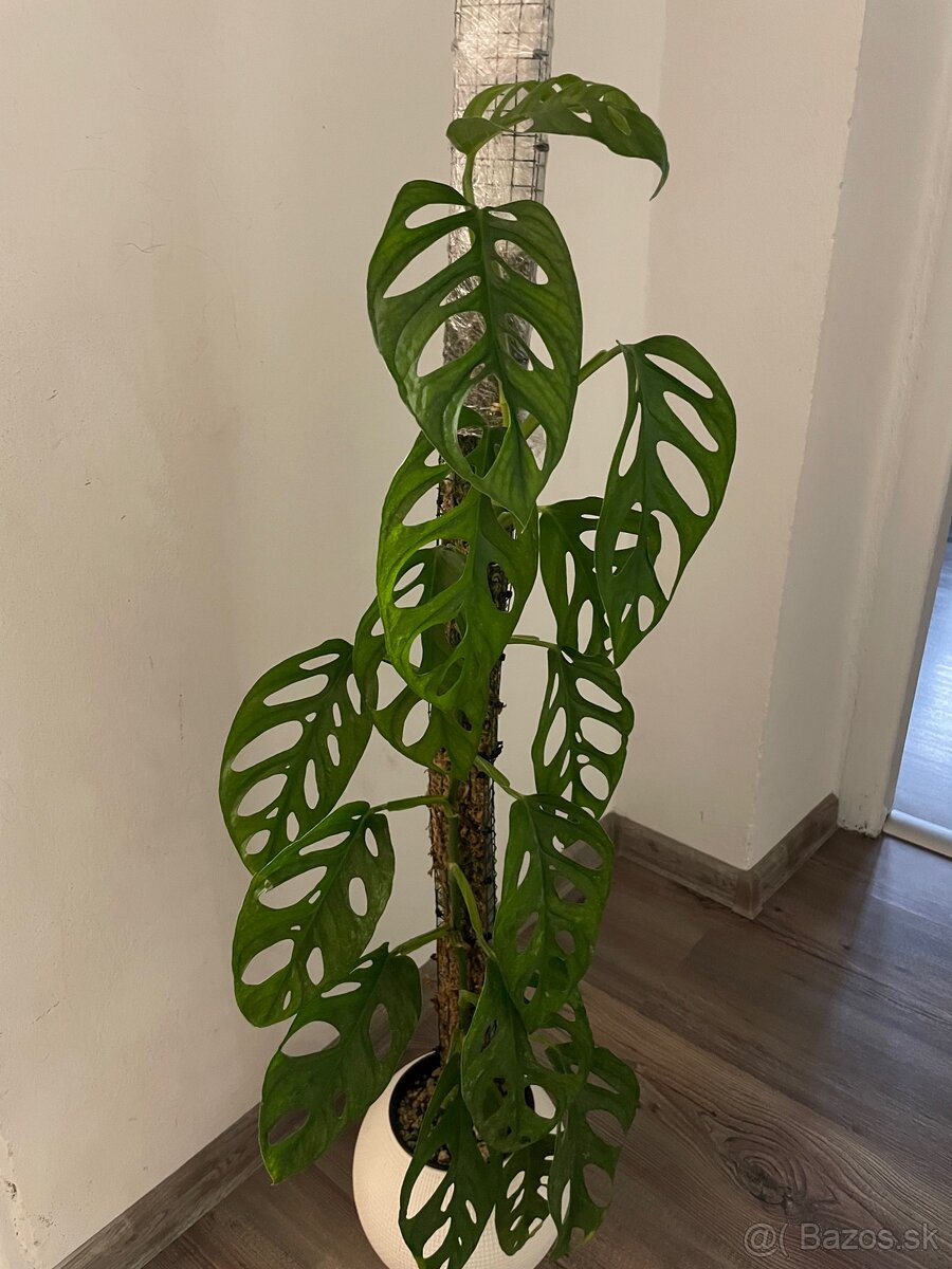 Monstera mint