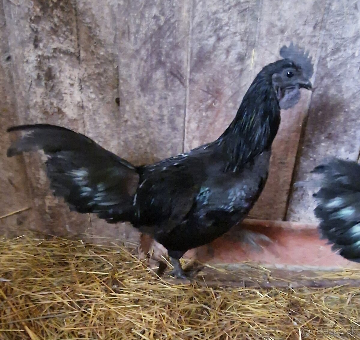 Kohut Ayam Cemani