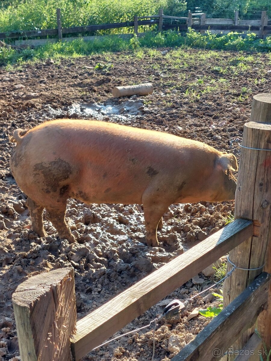 Jatočné prasatá Duroc