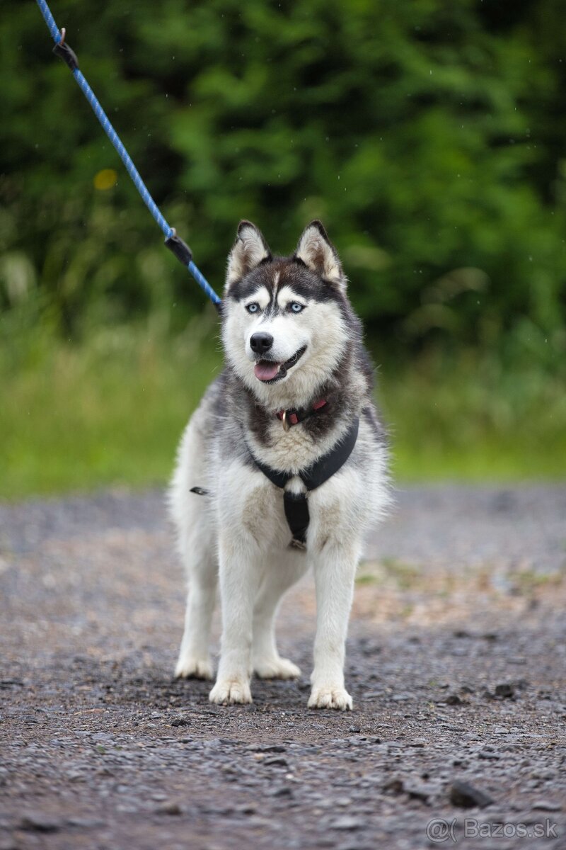 Darujem nádhernú sučku Lusy - mix sibírsky husky