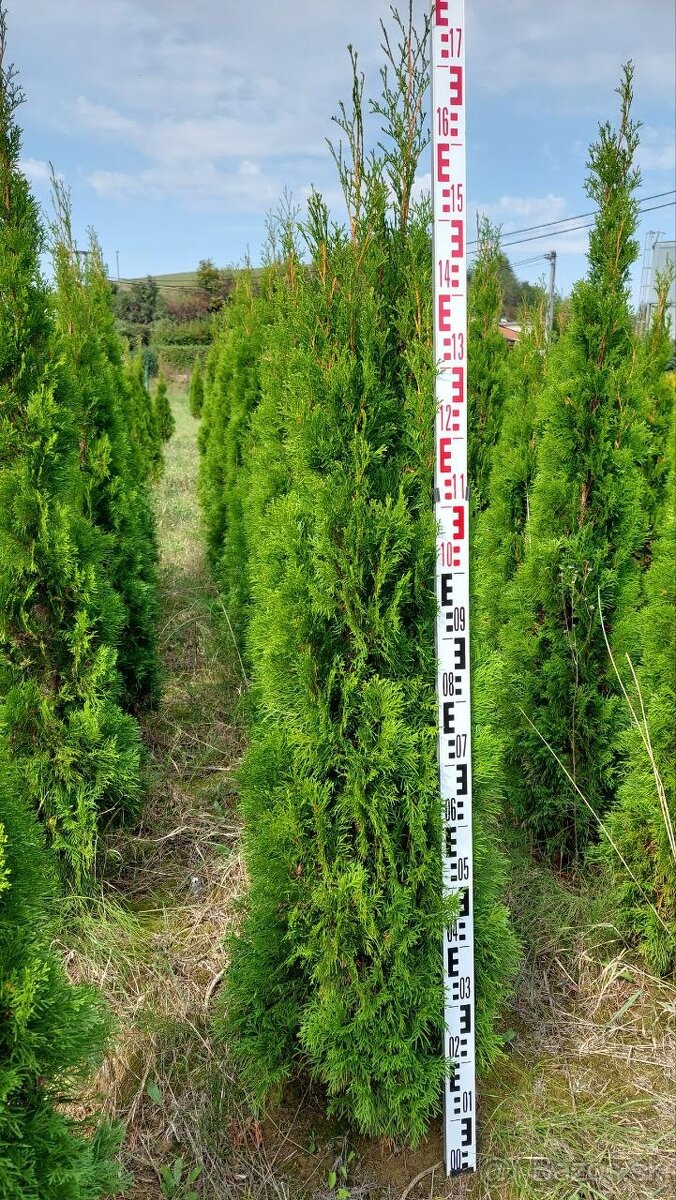 Thuja occidentalis Smaragd