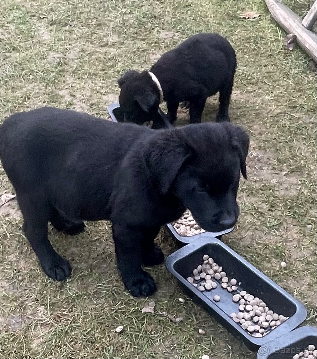 Labrador kríženec