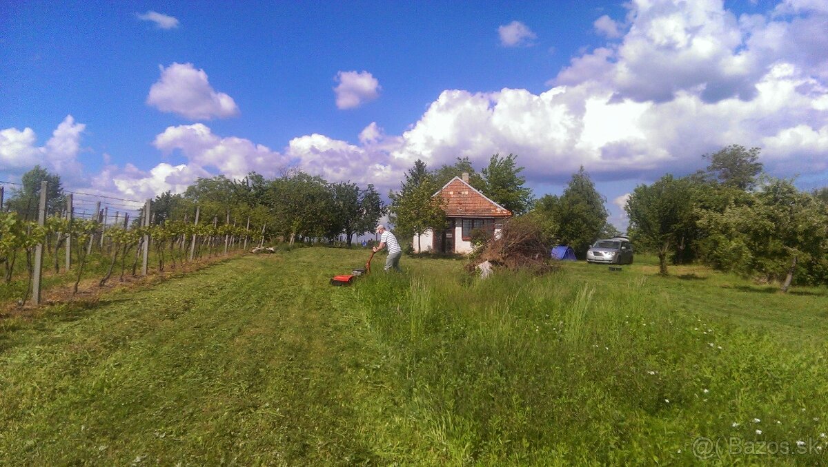 Predaj veľkej vinice 3661 m2,Kalinčiakovo nad kúpaliskom