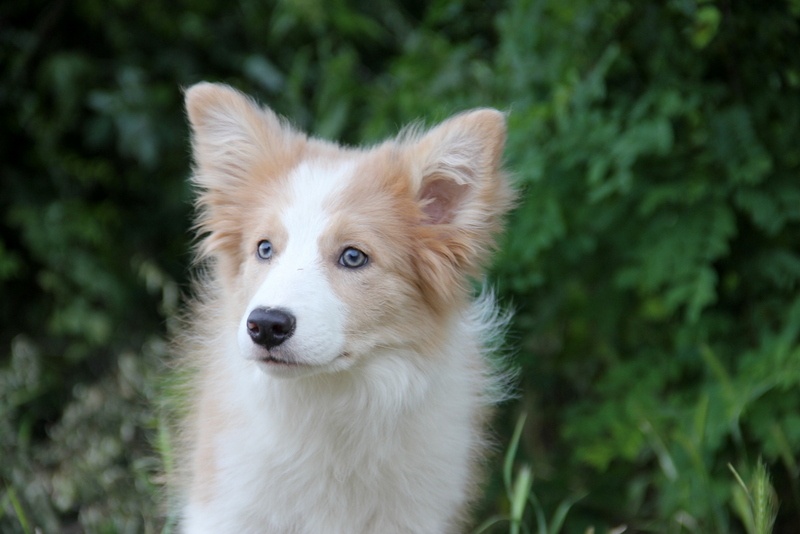 Border kólia bez pp, border collie