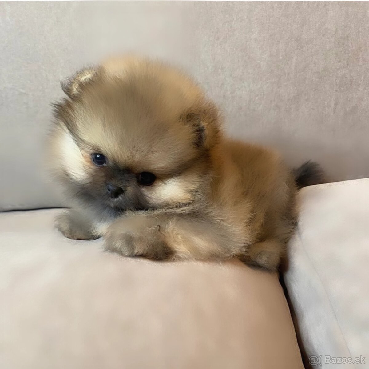 Pomeranian mini