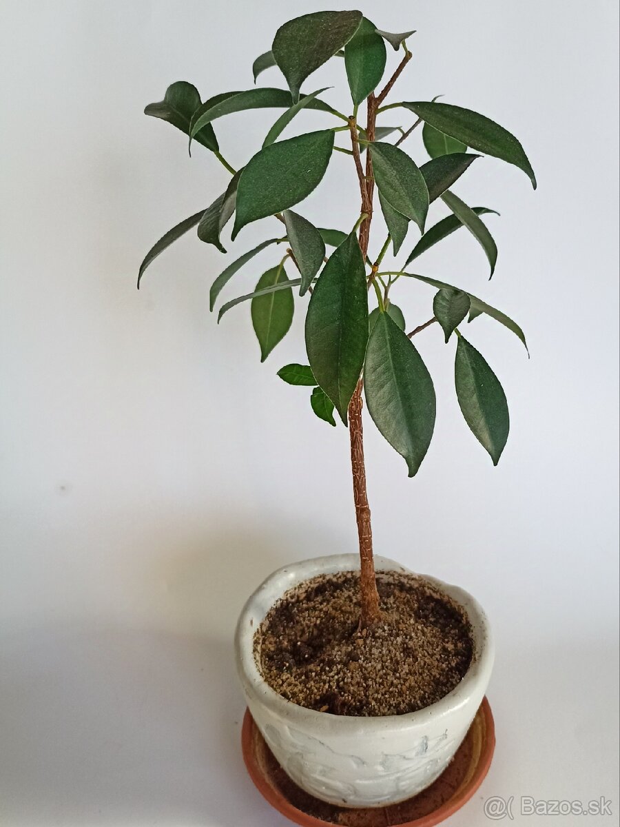 Ficus bonsai