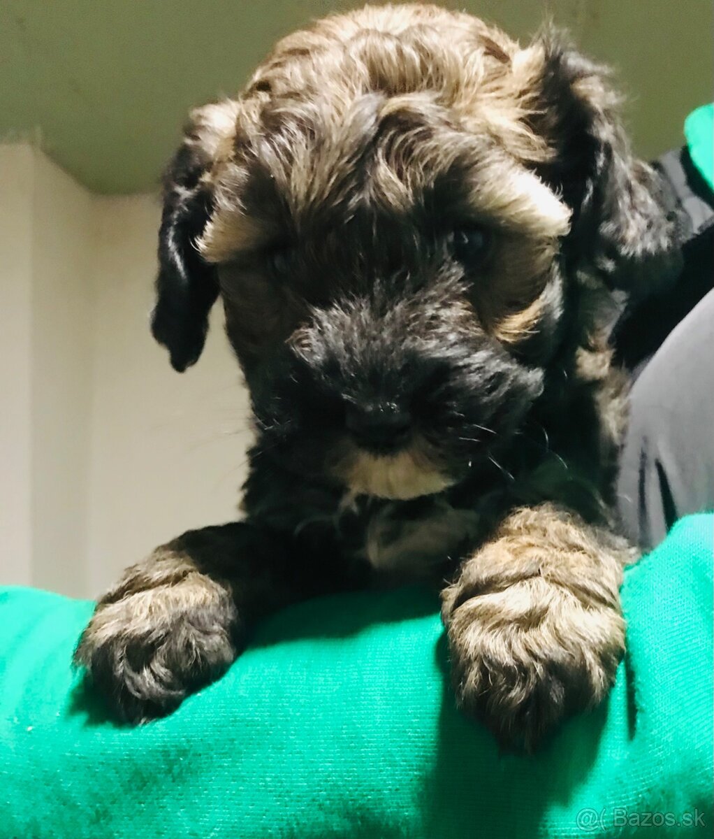 Tricolor  mink Maltipoo