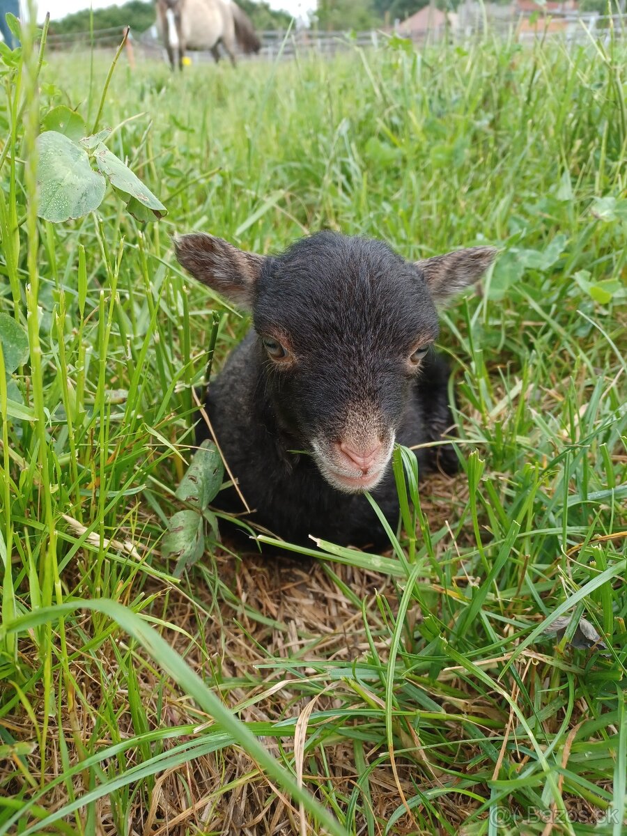 Quessantské (Ouessant) mini ovečky