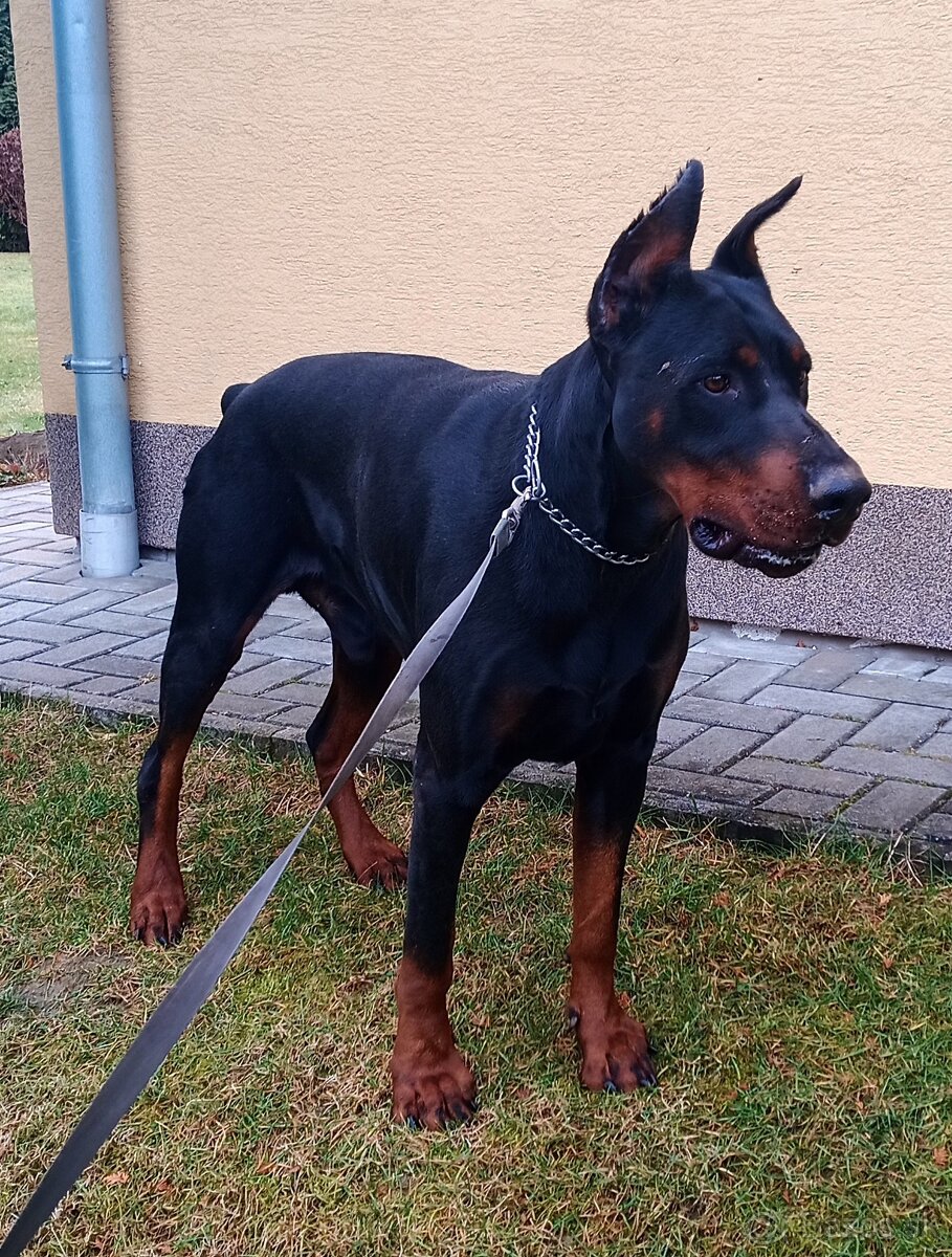 Doberman krytie