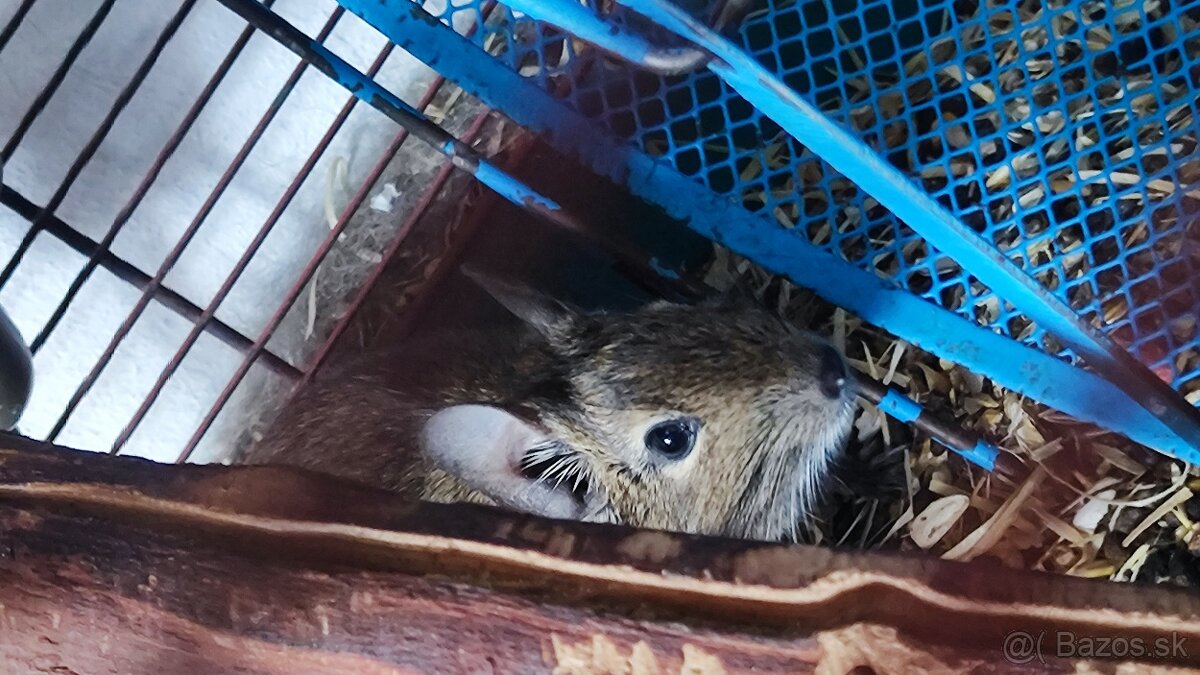 Osmak degu