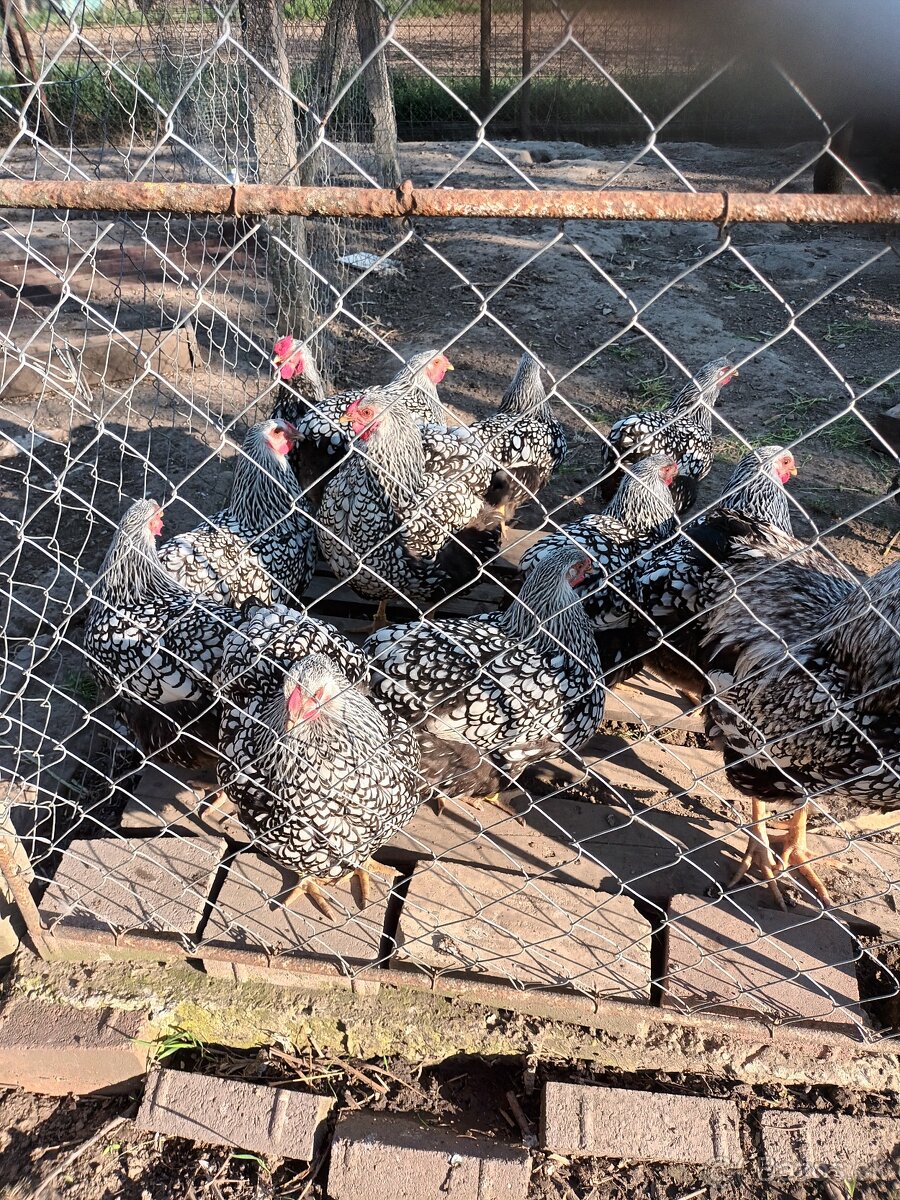 Predám nasadove vajcia Wyandotka strieborná čierno lemovaná.