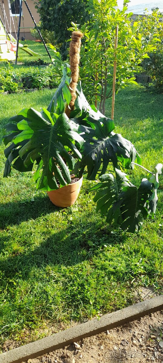 MONSTERA DELICIOSA