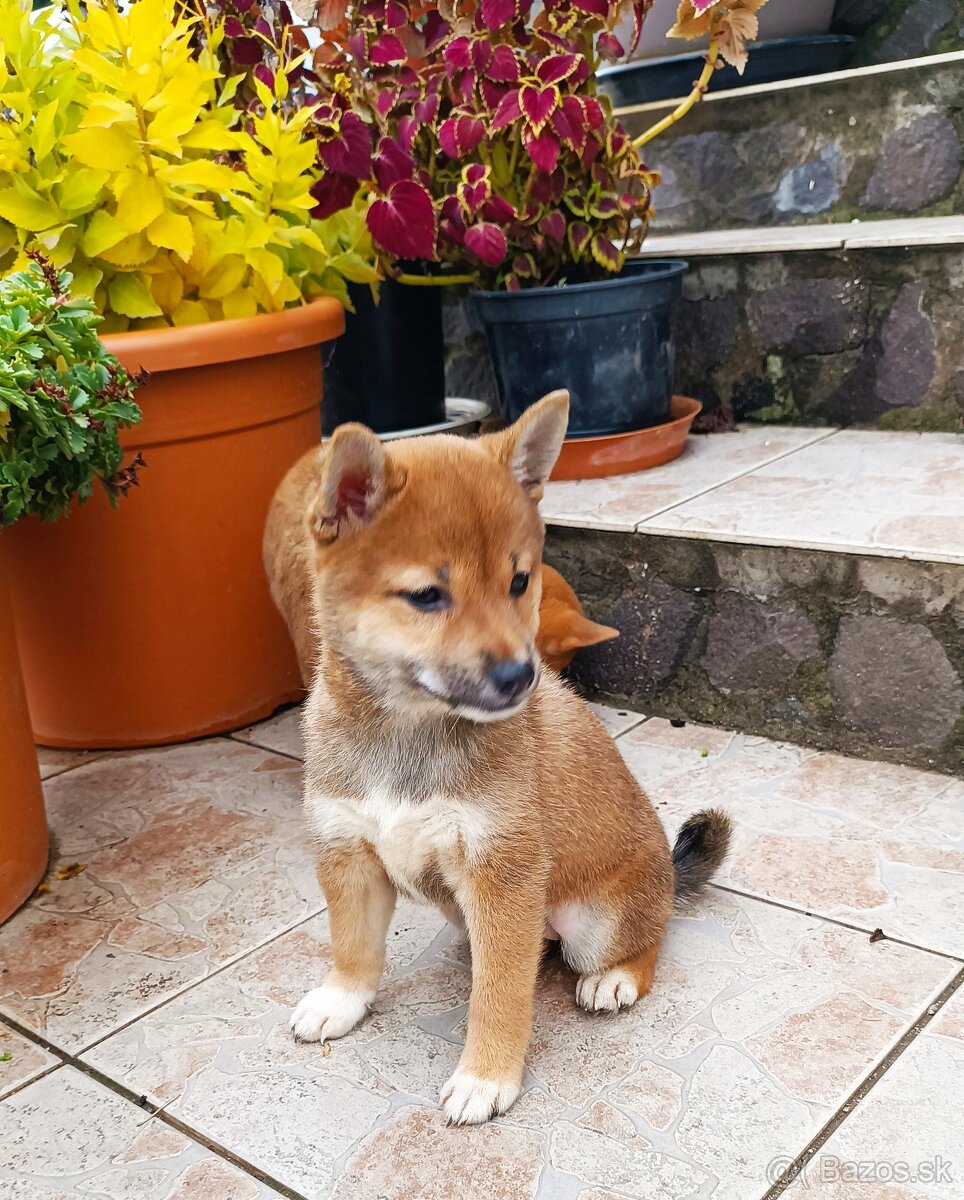 Shiba Inu