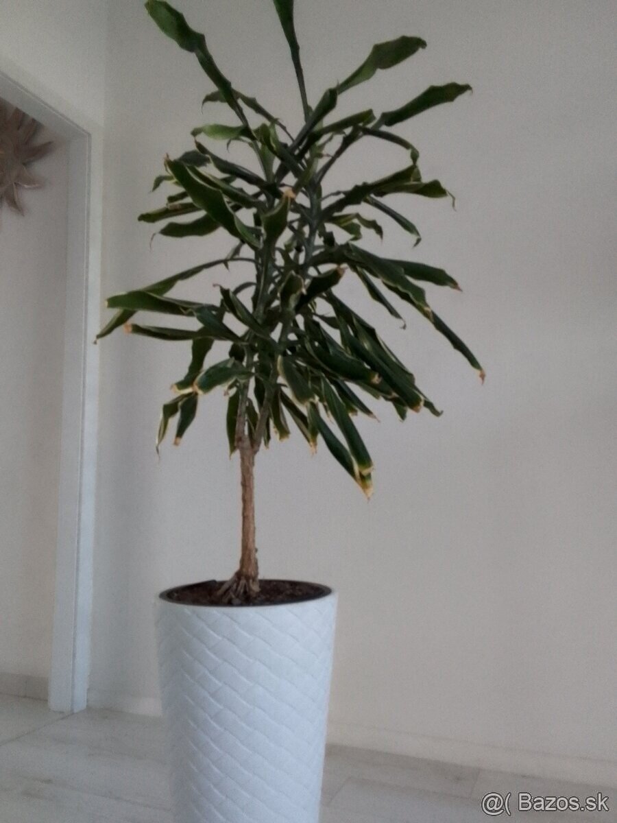 Dracena bananovnik aloe Vera