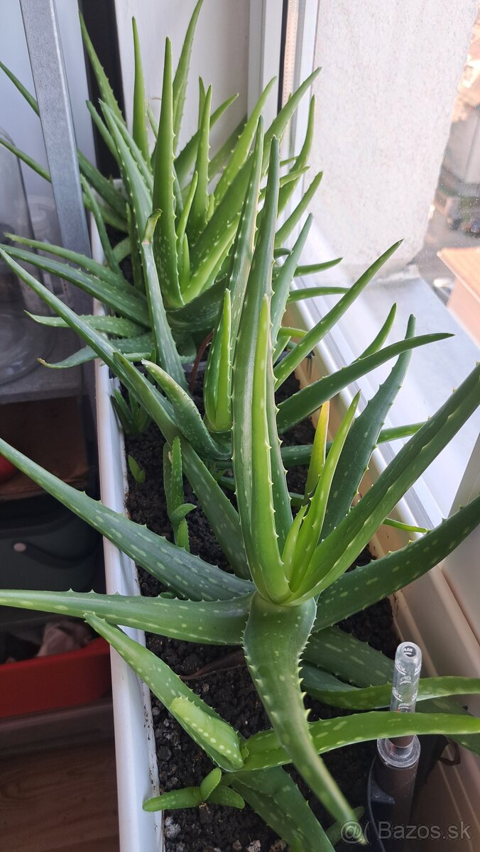 Aloe vera