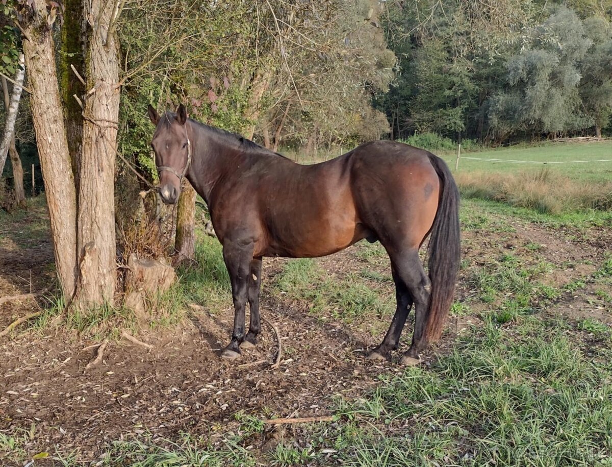 Quarter horse valach bez PP