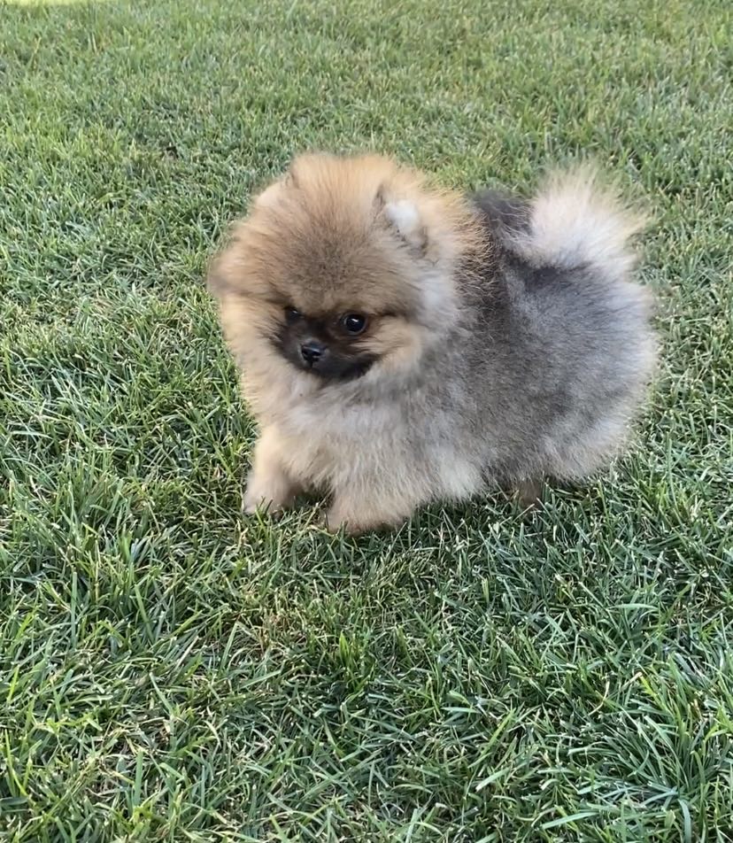 Pomeranian