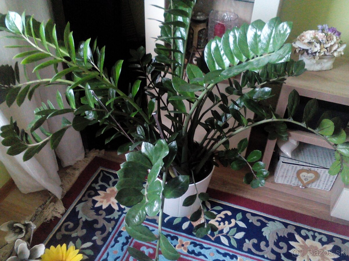 Predam izbovy  kvet zn Zamioculcas zamiifolia veľký