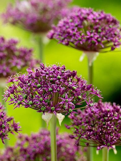 Allium Magic - okras. cesnak