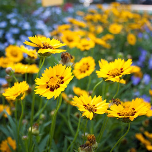 Coreopsis - krásnoočko