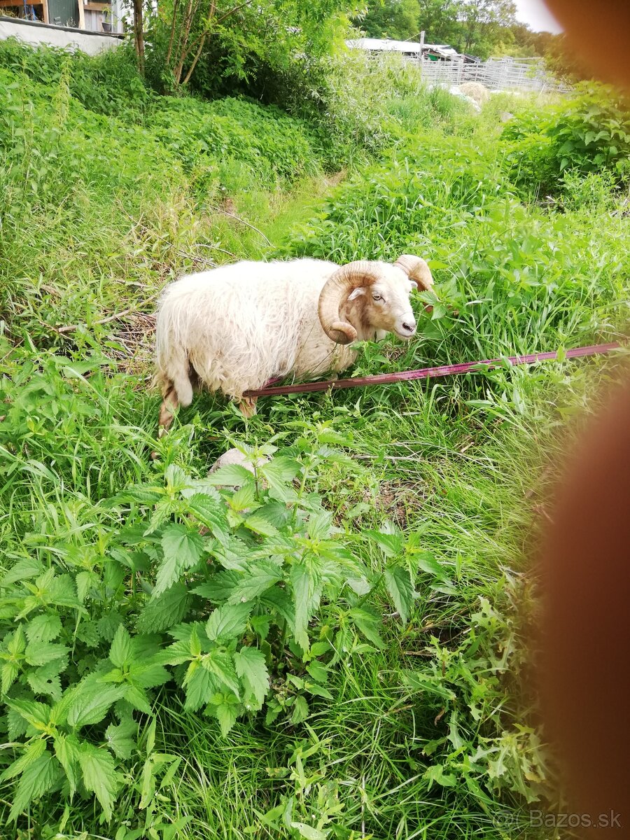 Na predaj mini baran guissant