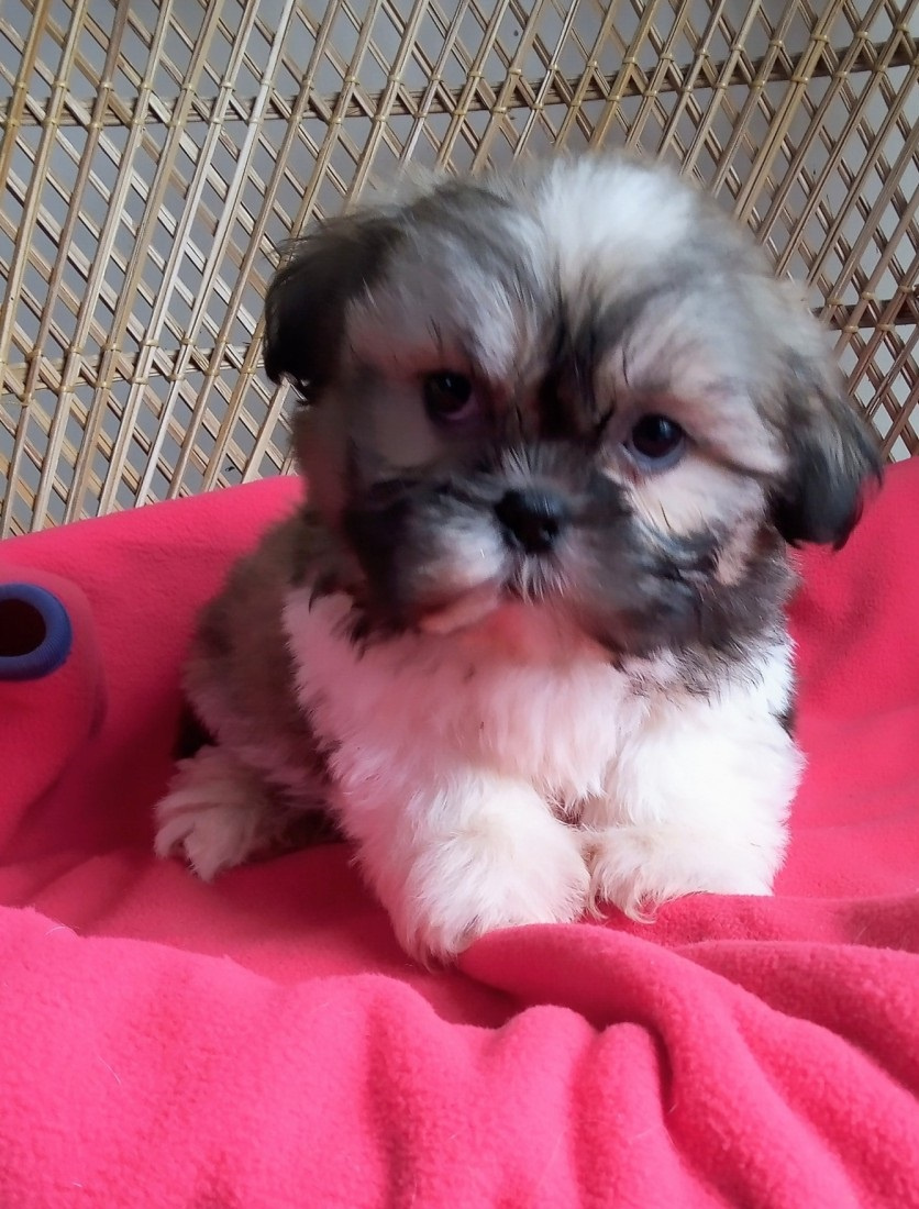 Šteniatka Shih Tzu ✨