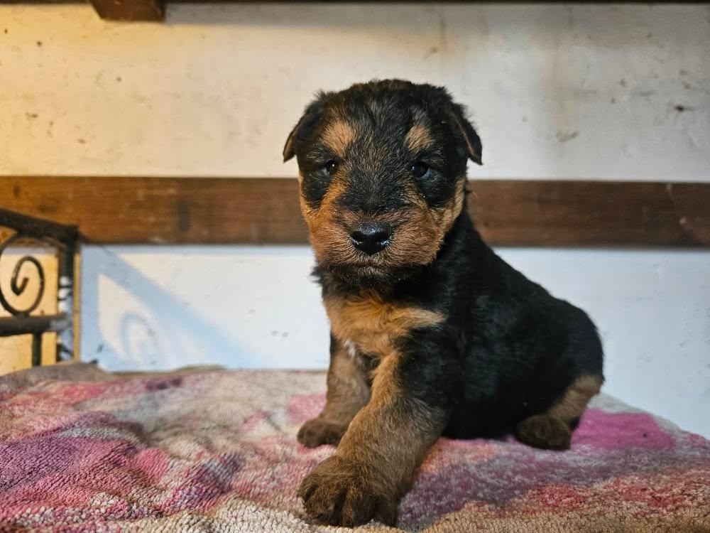 Welshterrier