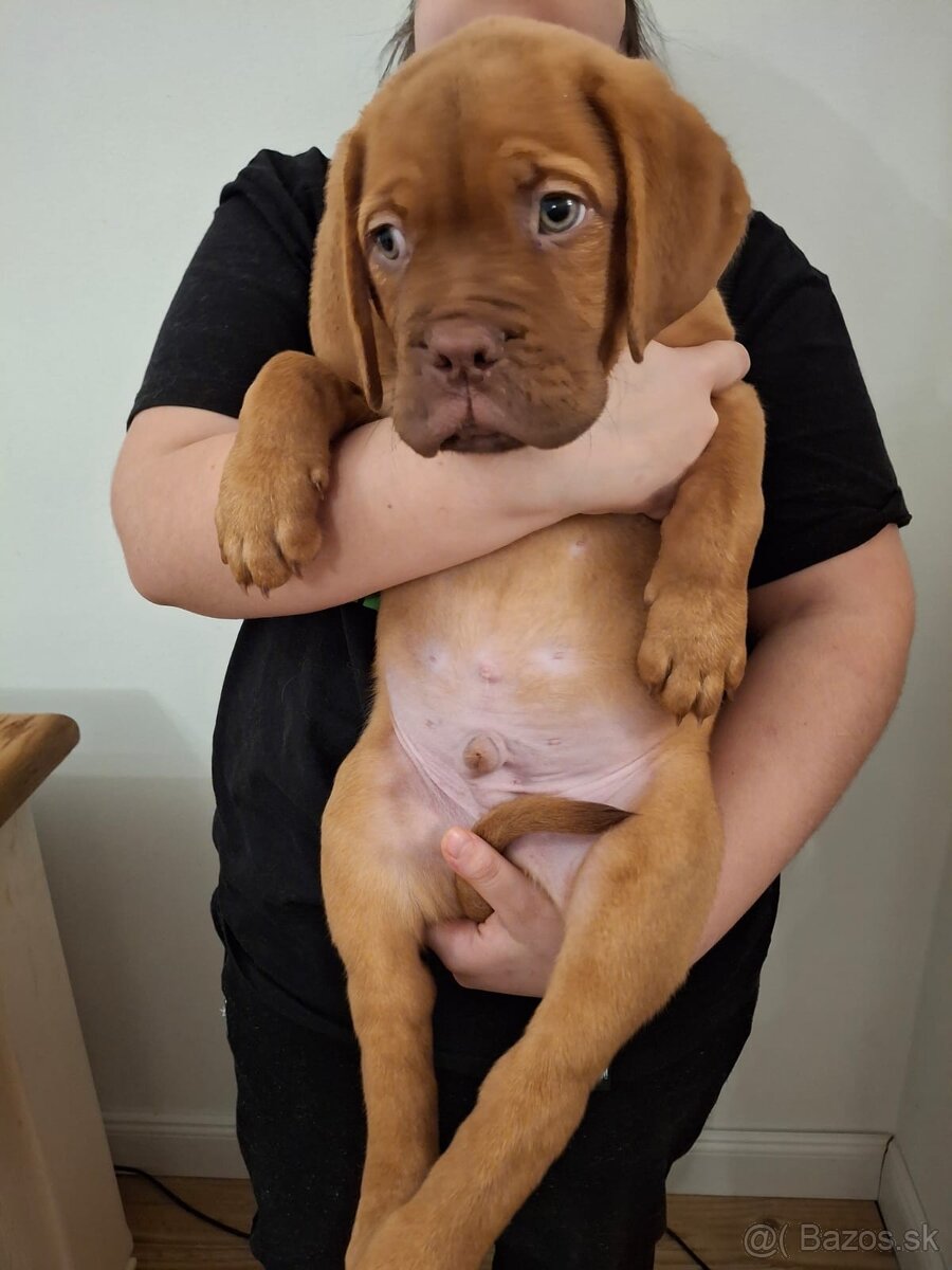 Dogue de bordeaux  Bordeauxska doga šteniatka