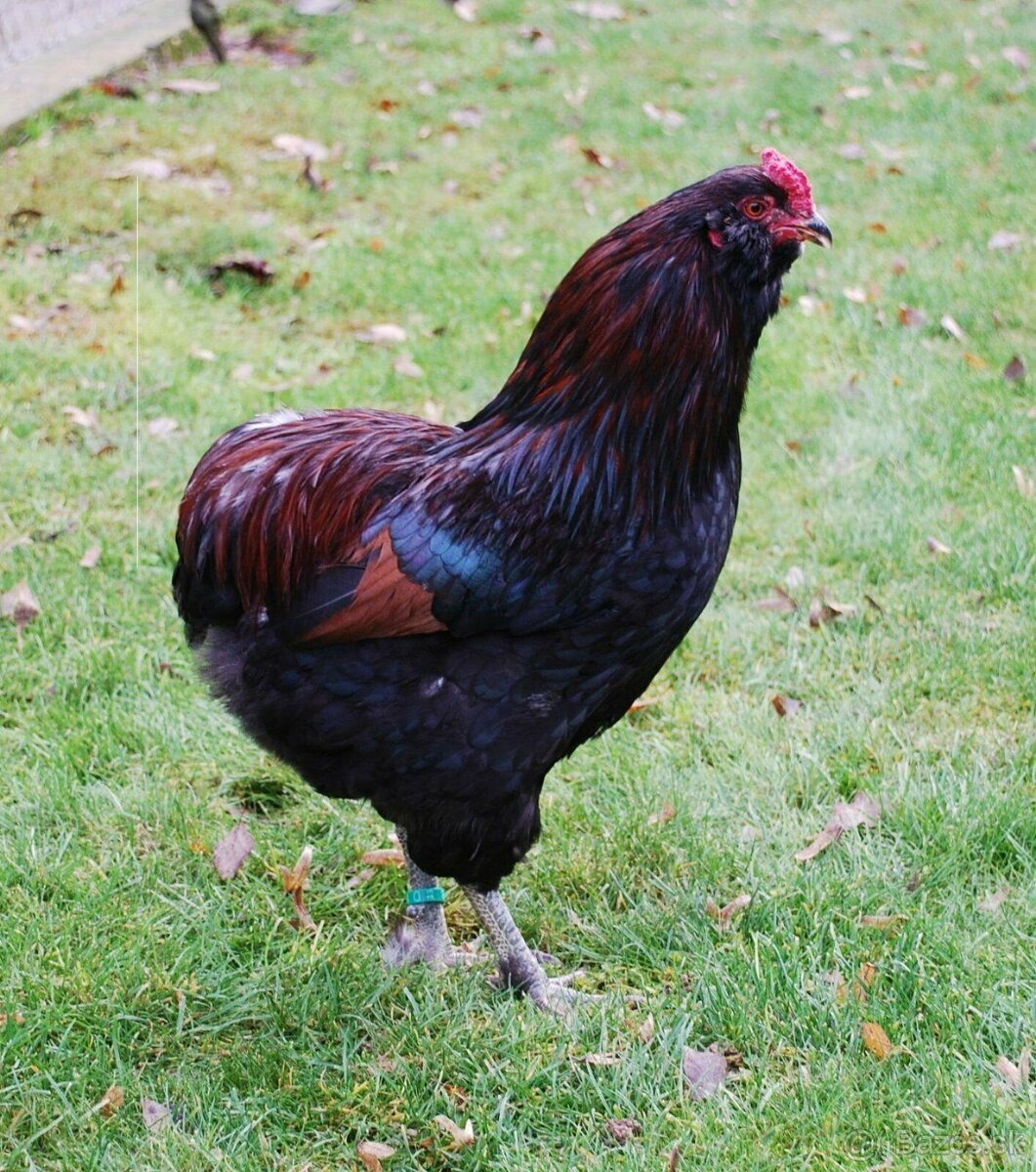 Araukana/Araucana divokosfarbená