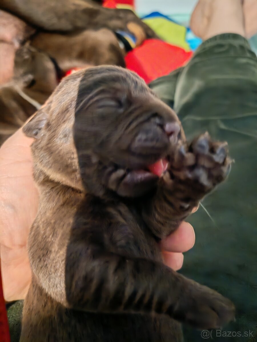 Labrador retriever -šteniatka s PP