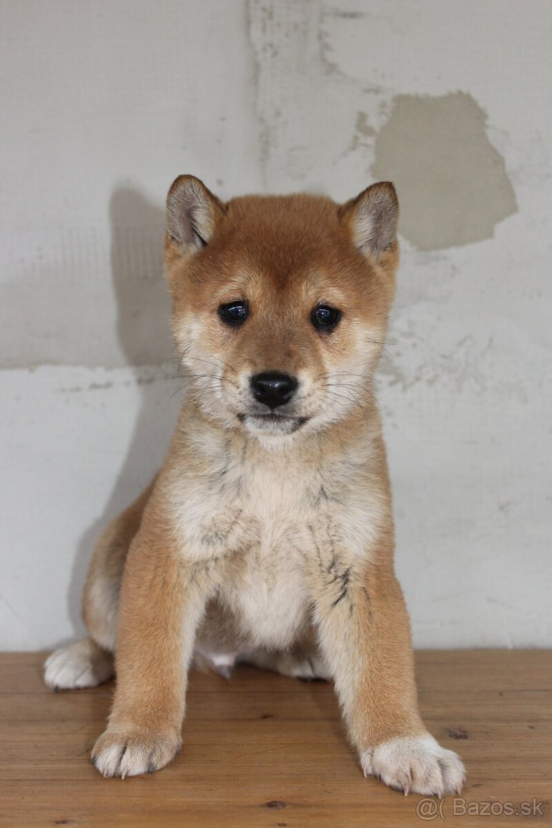 Ponúkame čistokrvné steniatko Shibu Inu.