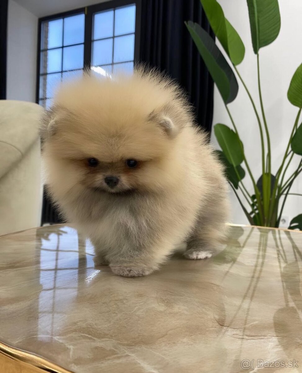 POMERANIAN DELUXE