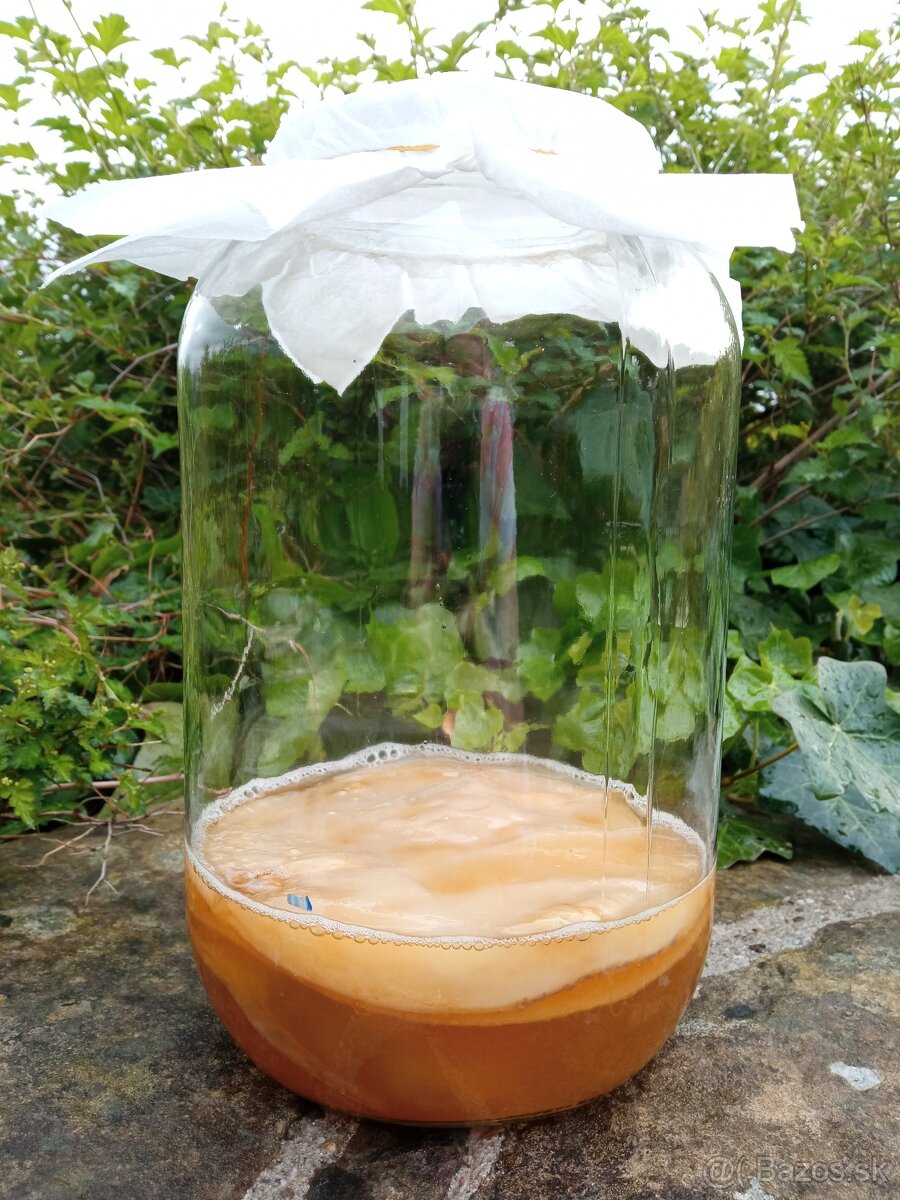 KOMBUCHA SKLENICE+SCOBY+STARTÉR+NÁVOD