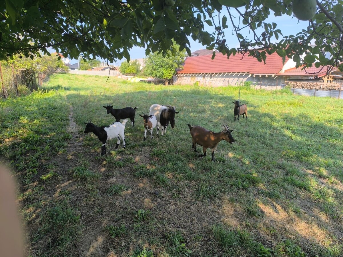 Predám kamerunske kozy