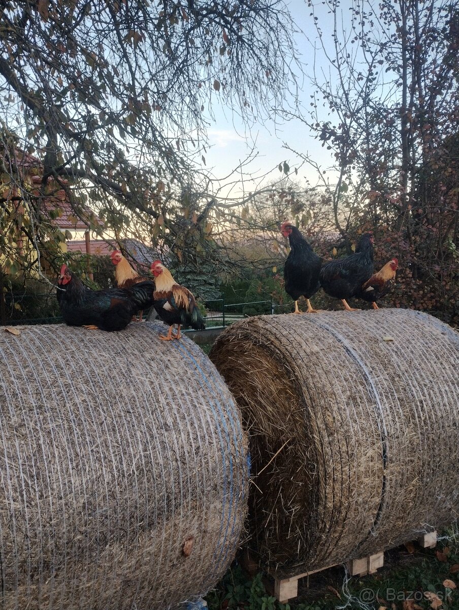 Kohúty barneveldka a zdrobnená velsumka oran