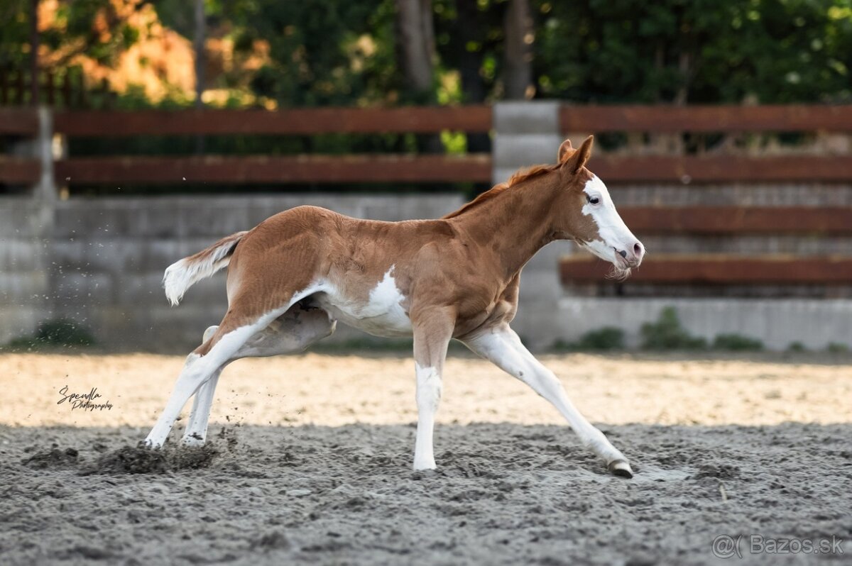 Krasny Quarter horse zrebcek