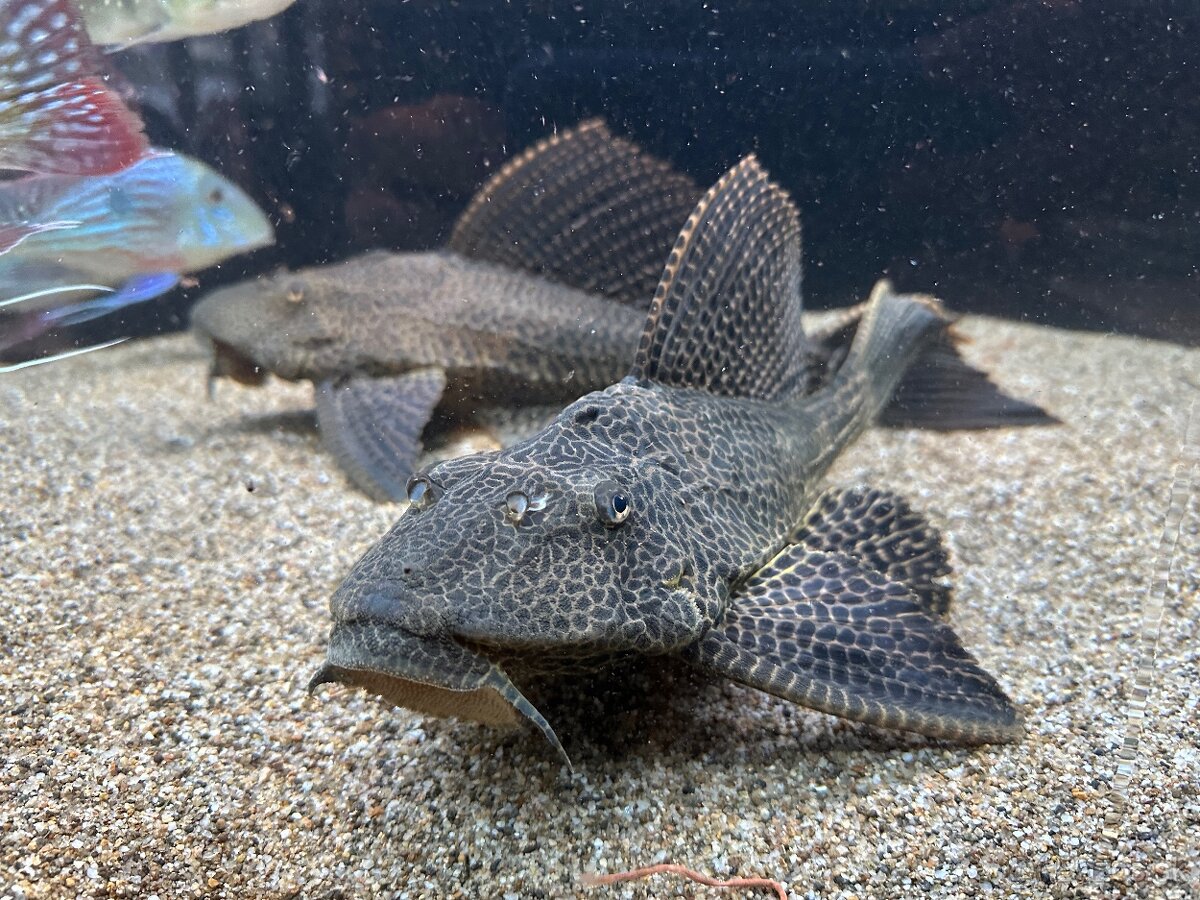 Pterygoplichthys gibbiceps