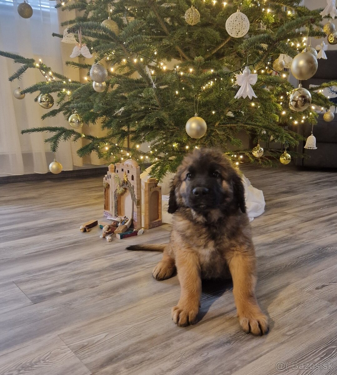 Leonberger - šteniatka s PP