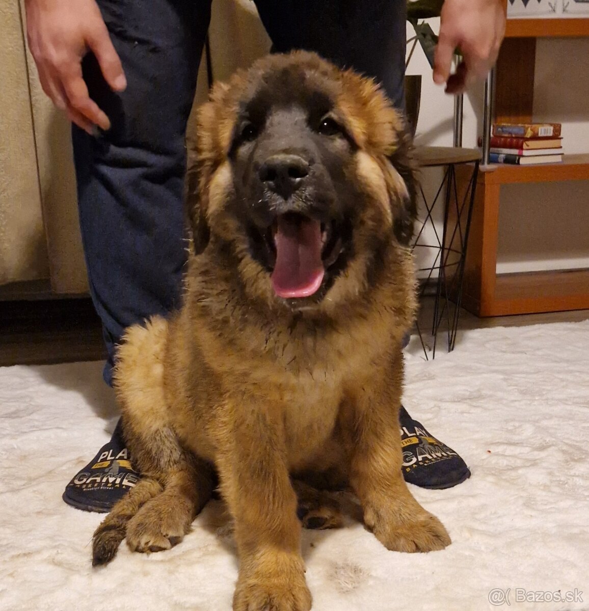 Leonberger - šteniatka s PP