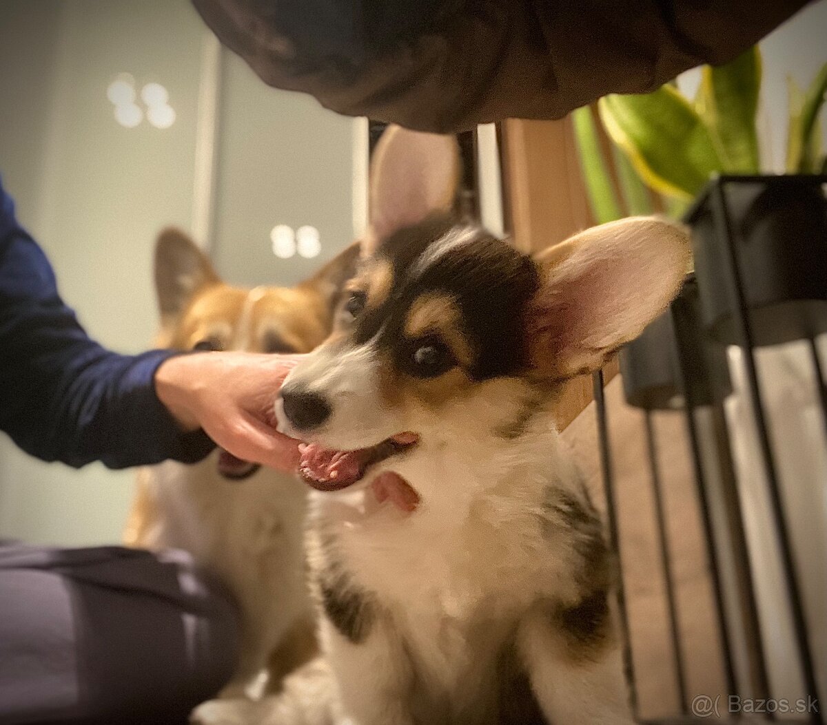 Corgi Pembroke steniatko